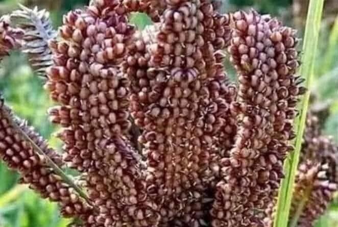 खरीद शुरू होने से मंडुवा फिर बना किसानों की उम्मीद, बदलेगी पहाड़ की तकदीर- सहकारिता मंत्री डॉ रावत बोले-  ‘लोकल से ग्लोबल’ तक पहुंचाएंगे पहाड़ी मिलेट्स