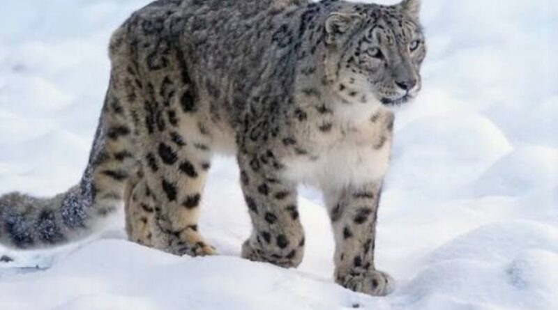 दुर्लभ के दर्शन-  गंगोत्री नेशनल पार्क क्षेत्र में दिखा स्नो लैपर्ड , लुप्तप्राय जीवों को चहल कदमी  कैमरे में हुई कैद 